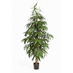 Longifolium tree 180cm brandvertraagd